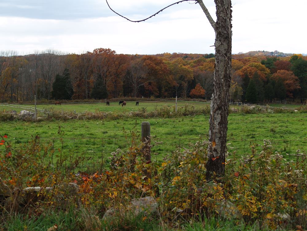 Horses down in the pasture 2